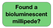 Found a bioluminescent millipede?